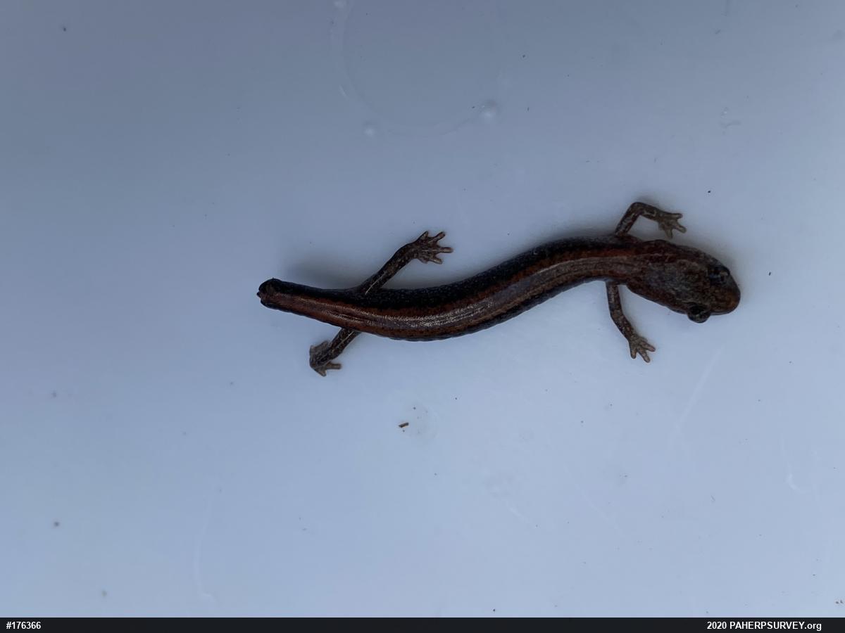 Eastern Red-backed  Salamander