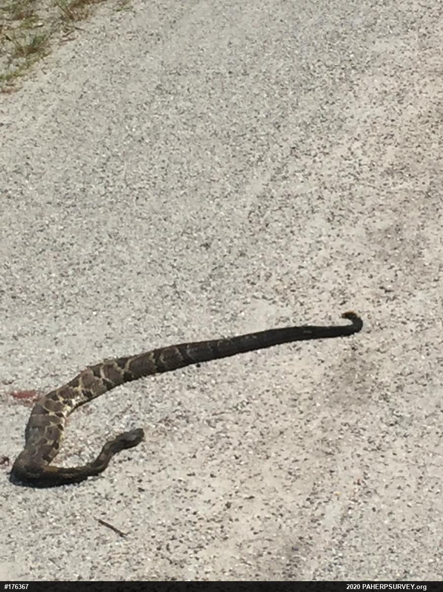 Timber Rattlesnake