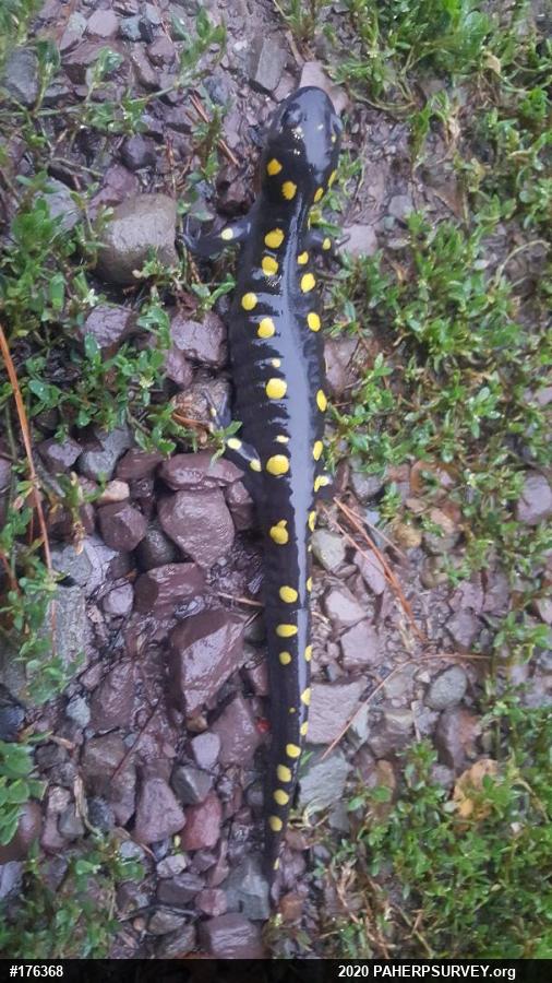 Spotted Salamander