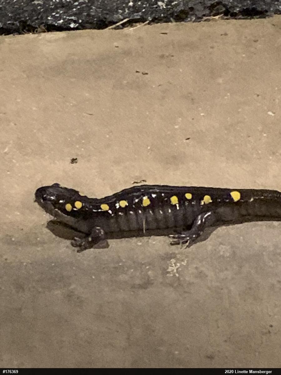Spotted Salamander