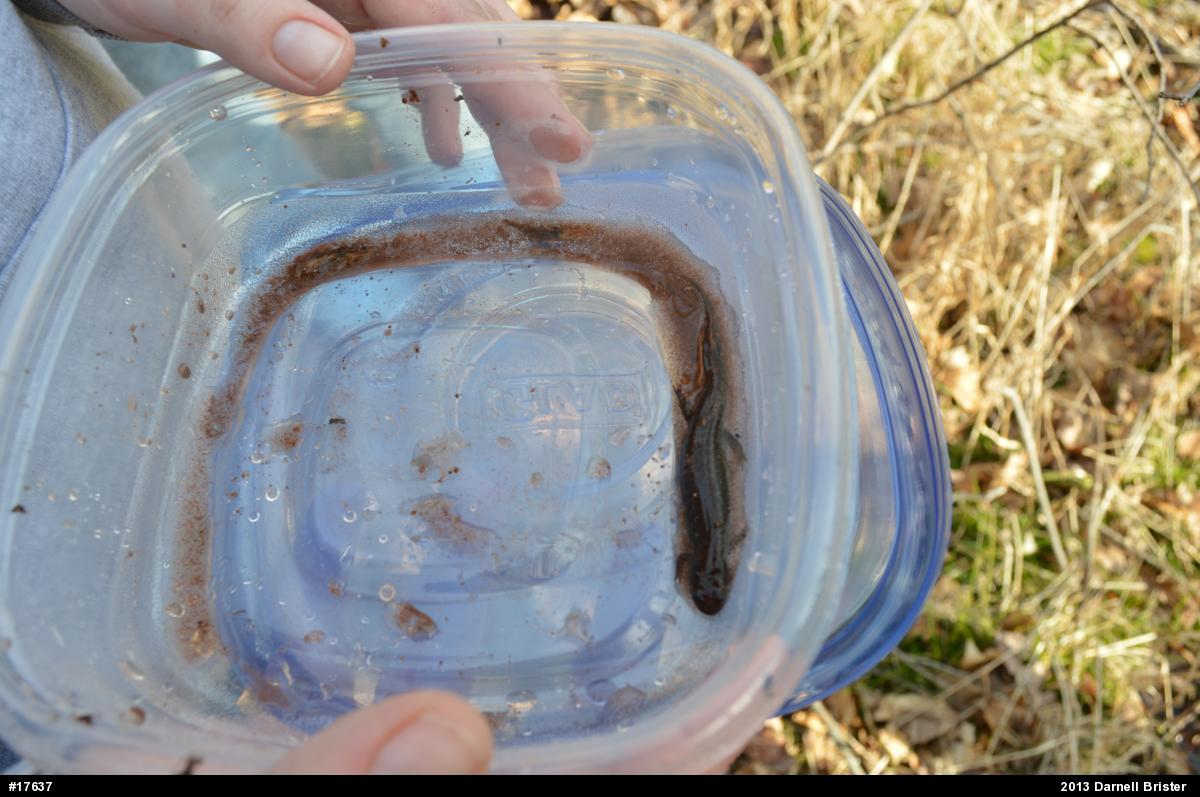 Northern Dusky Salamander