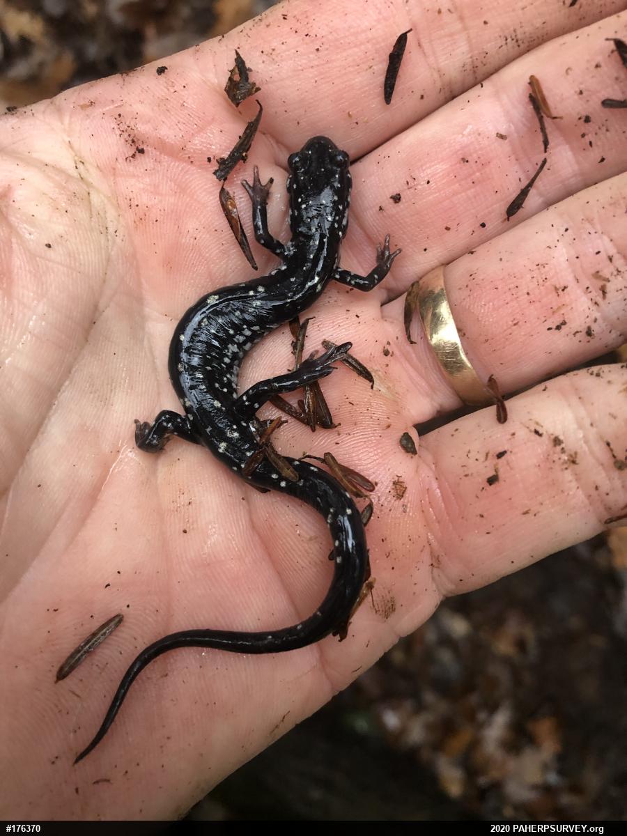 Northern Slimy Salamander