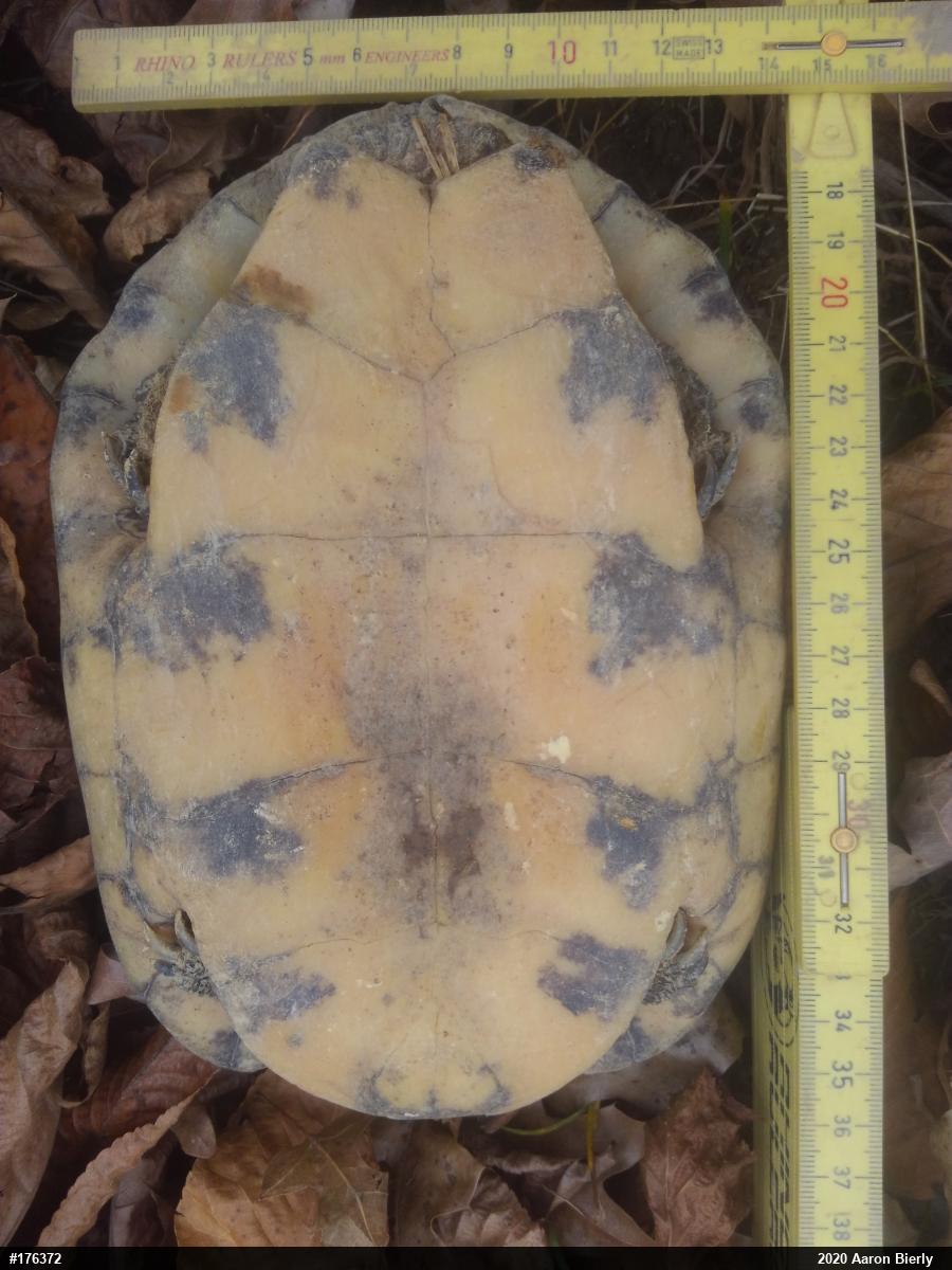 Wood Turtle