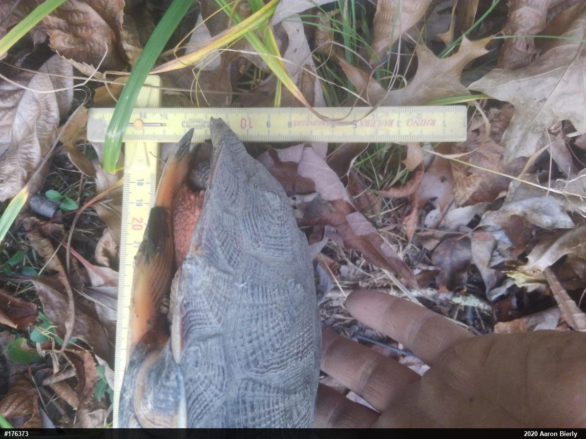 Wood Turtle