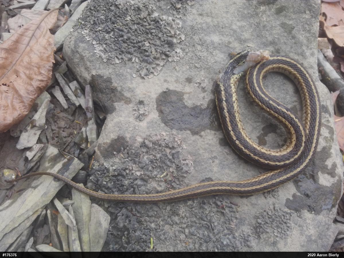 Eastern Gartersnake