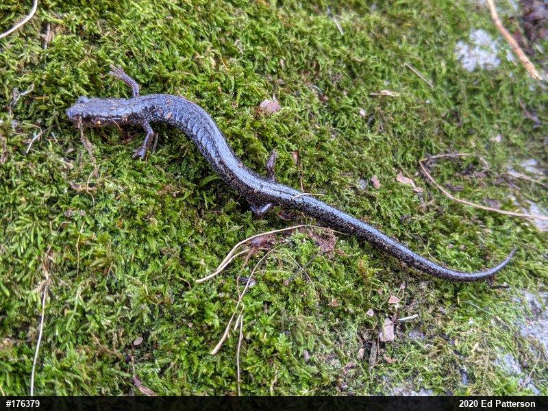 Valley And Ridge Salamander