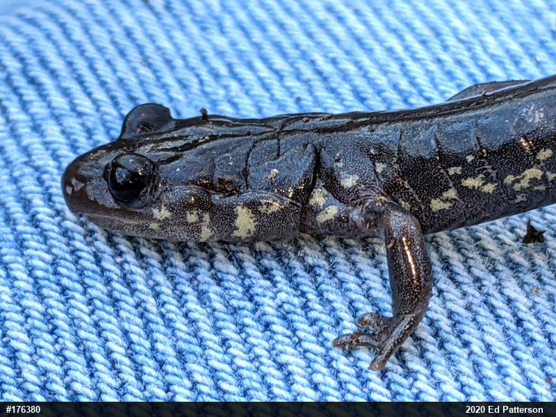 Wehrle's Salamander