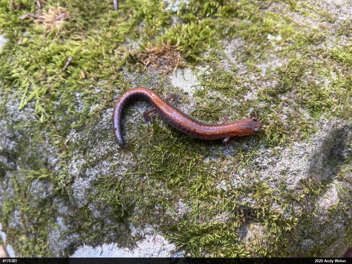 Eastern Red-backed  Salamander