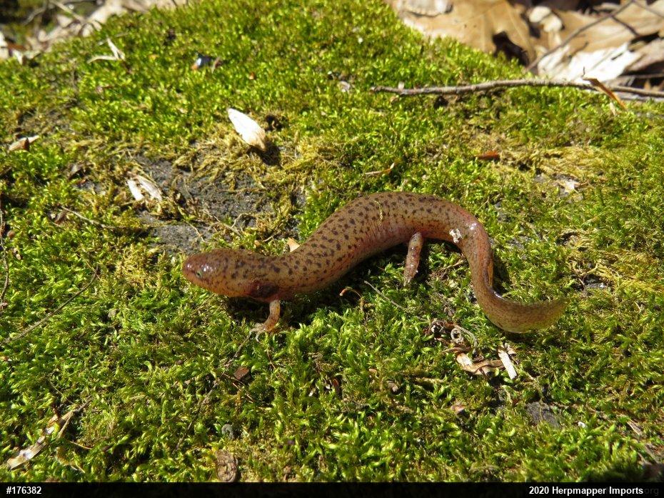 Northern Red Salamander