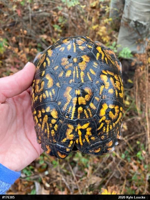 Eastern Box Turtle