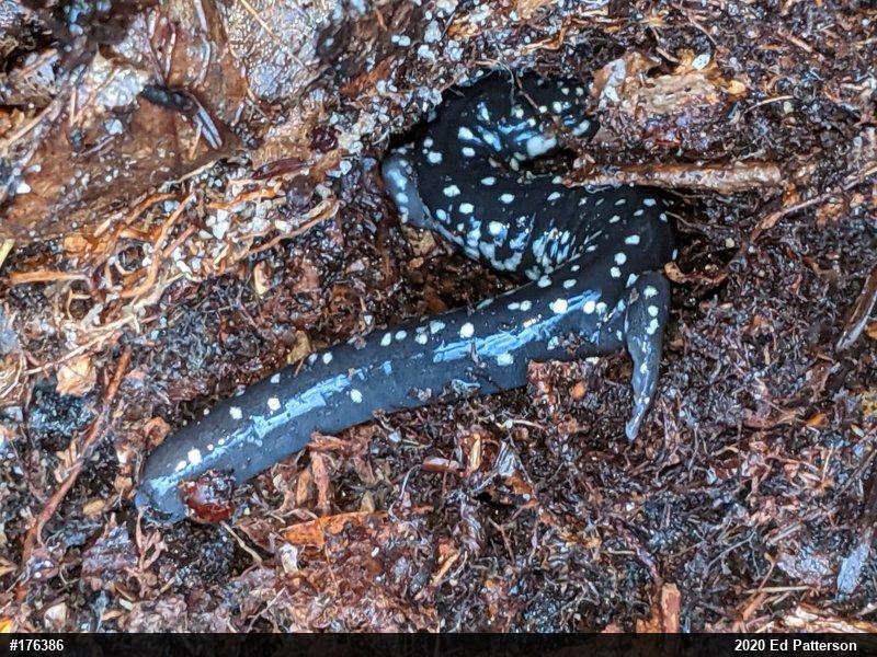 Northern Slimy Salamander