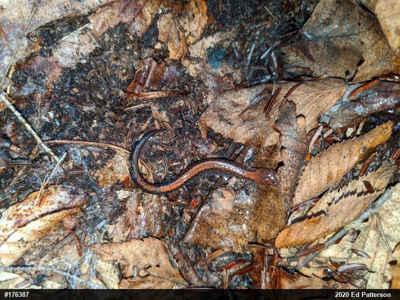 Eastern Red-backed  Salamander