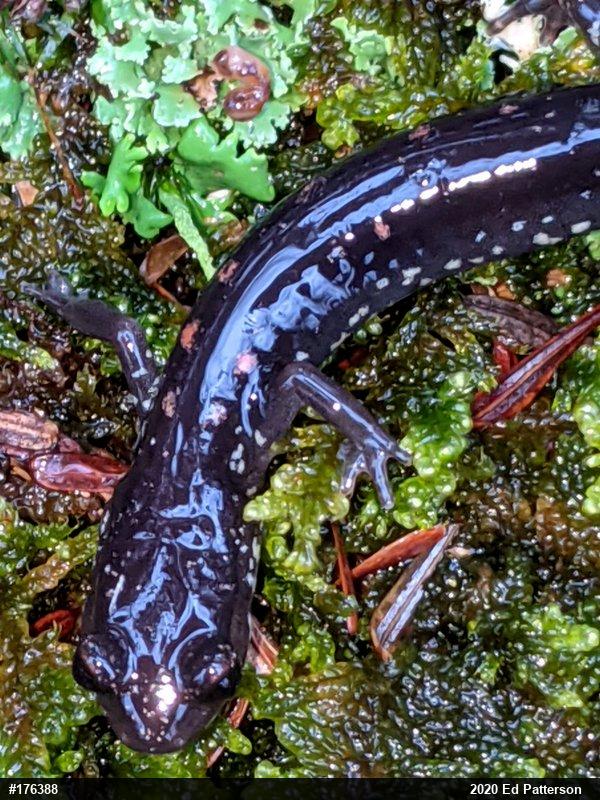 Wehrle's Salamander