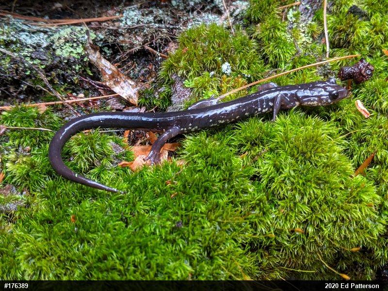 Wehrle's Salamander