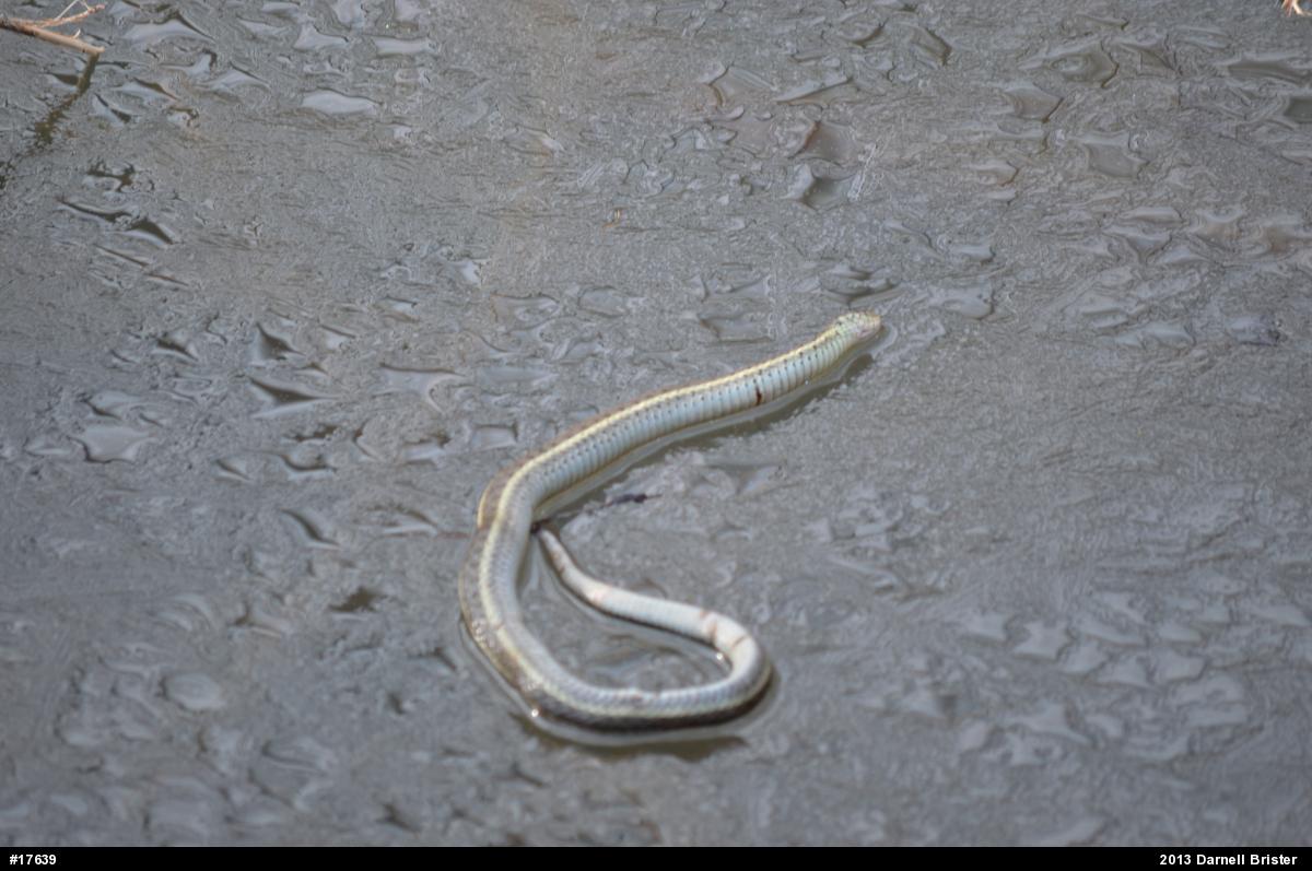 Eastern Gartersnake