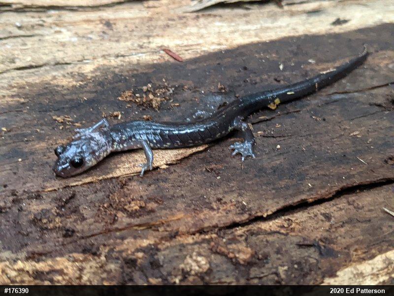 Wehrle's Salamander