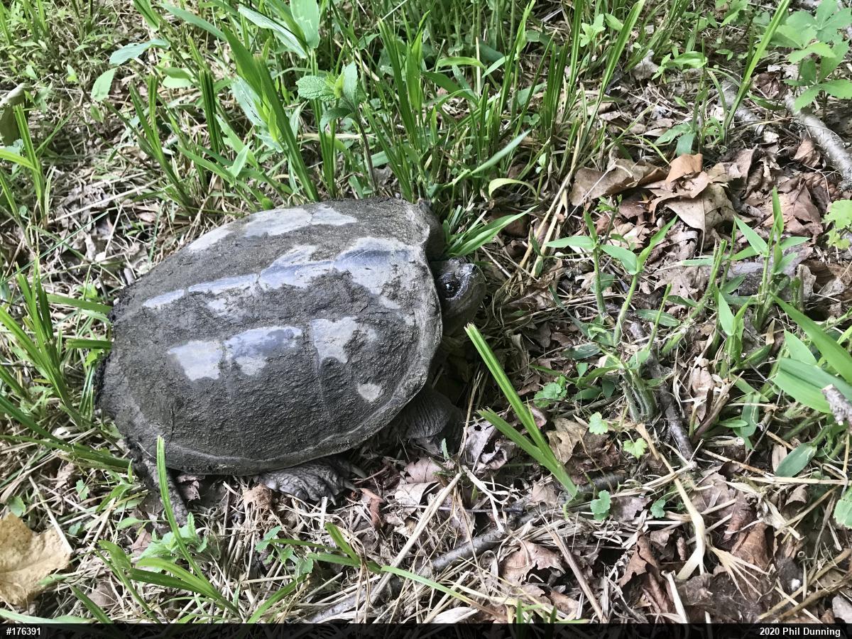 Snapping Turtle