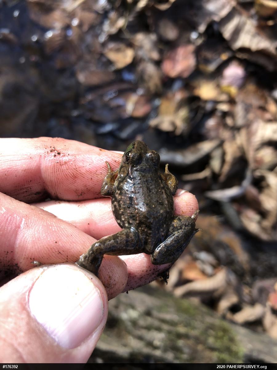 Green Frog