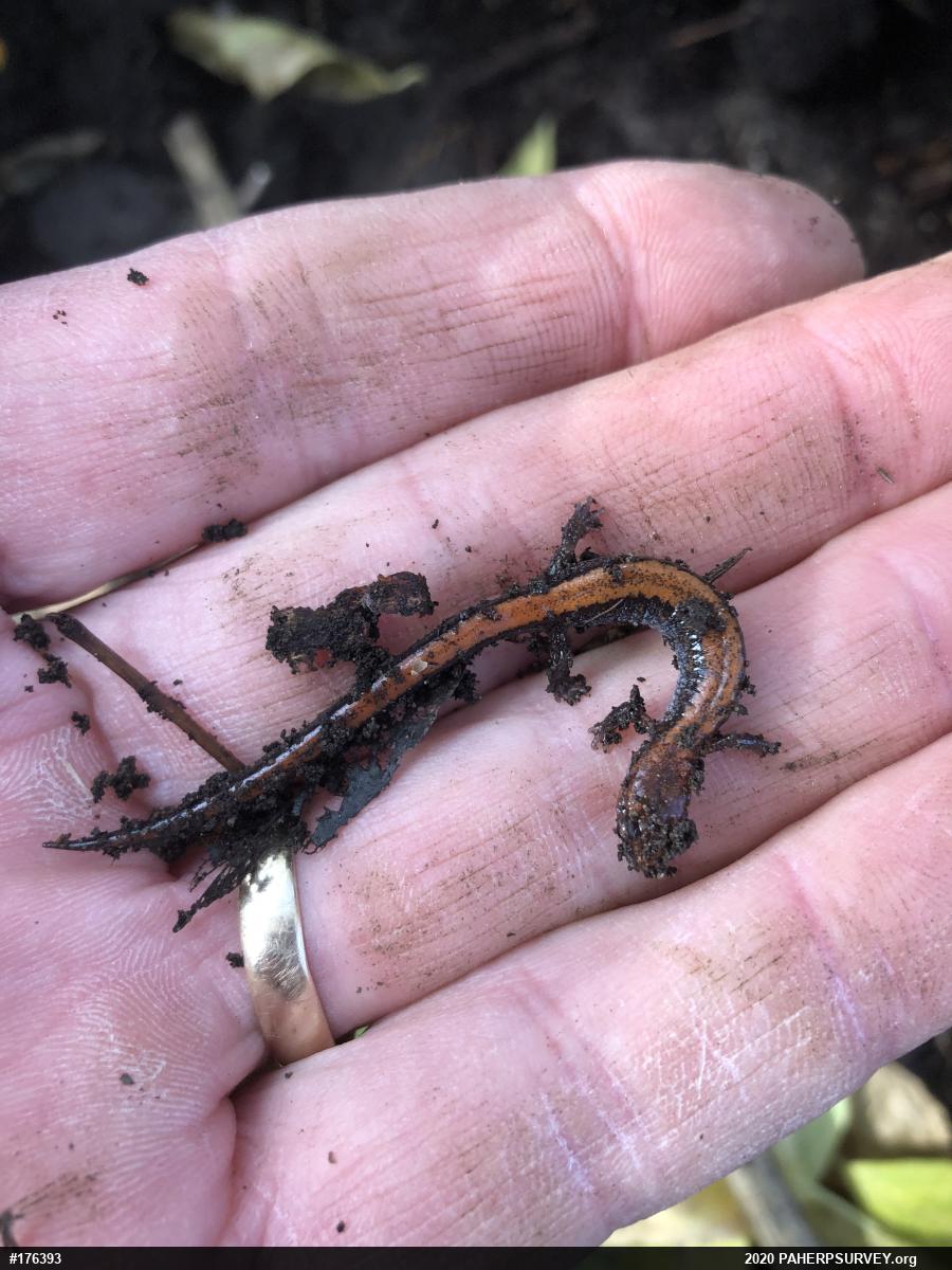 Eastern Red-backed  Salamander