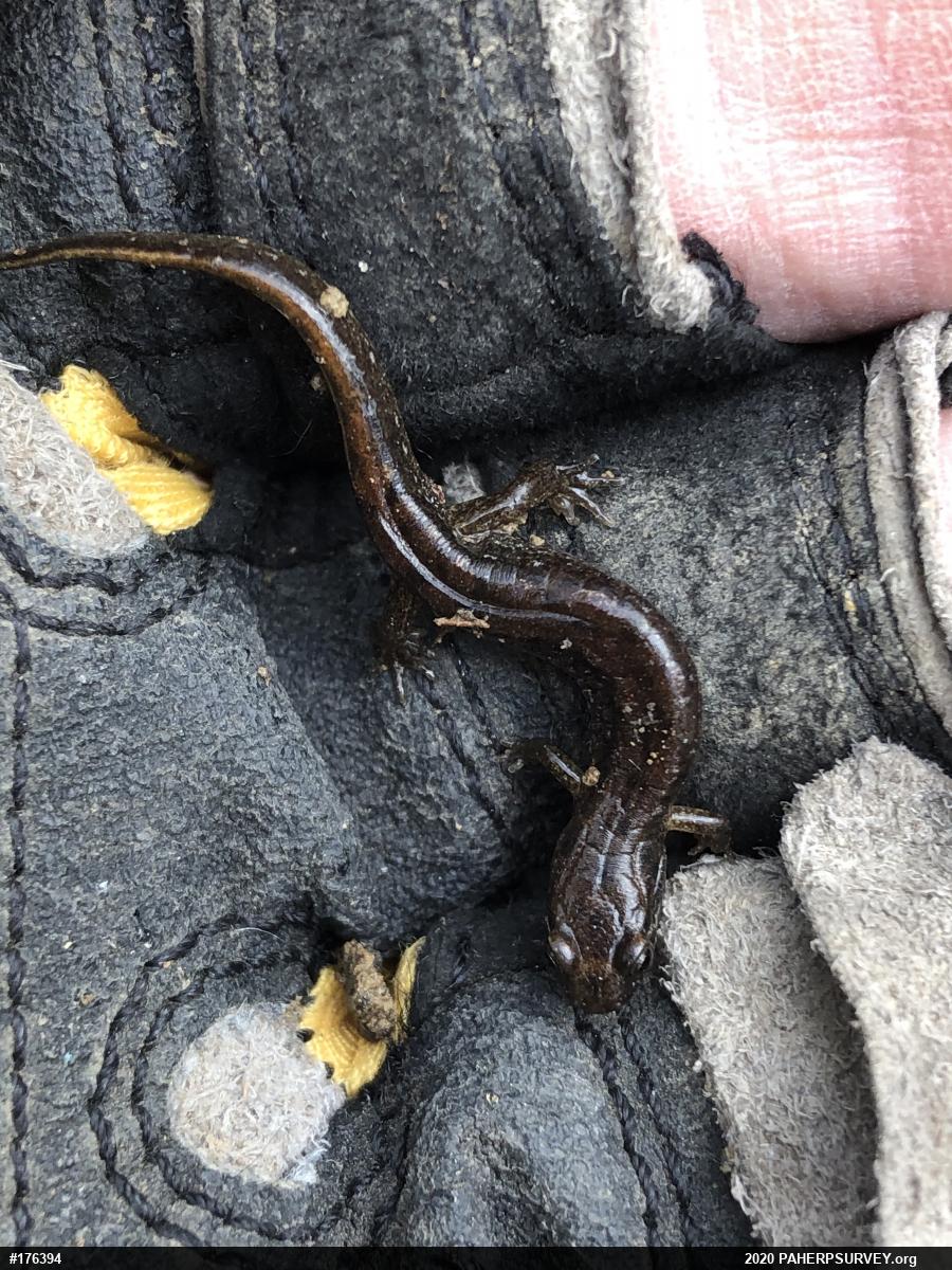 Northern Dusky Salamander