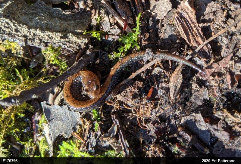 Eastern Red-backed  Salamander