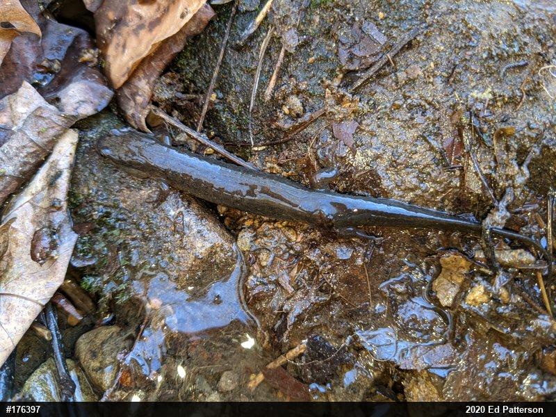 Northern Dusky Salamander
