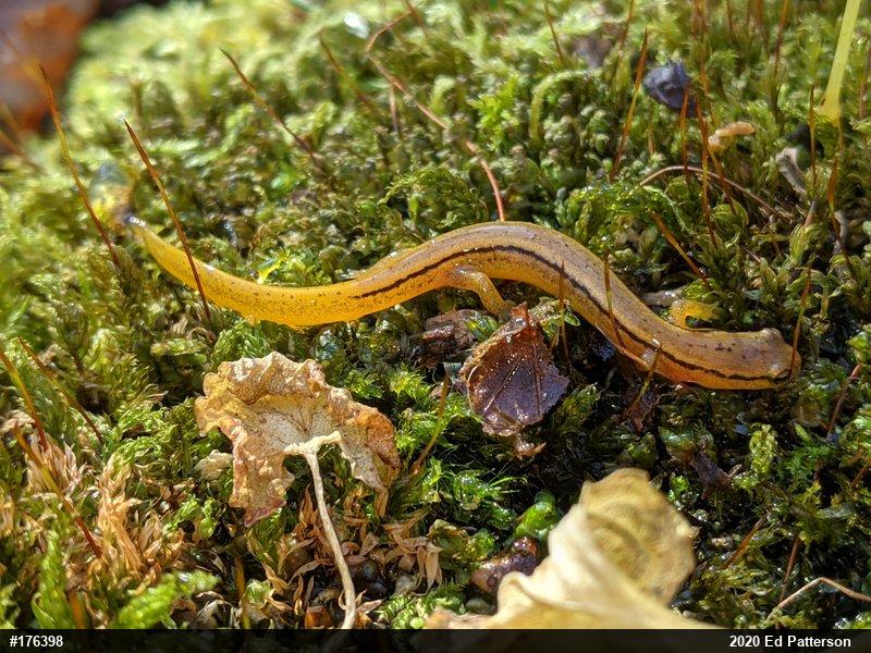 Northern Two-lined Salamander