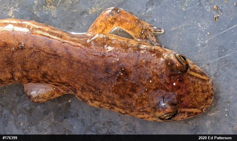 Northern Spring Salamander