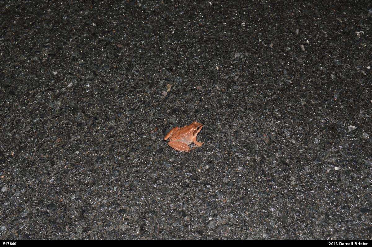 Wood Frog