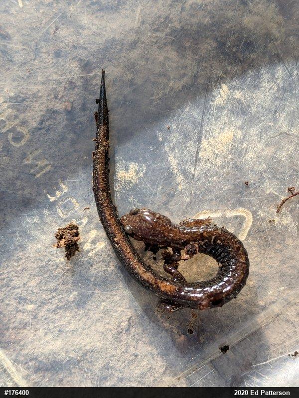 Eastern Red-backed  Salamander