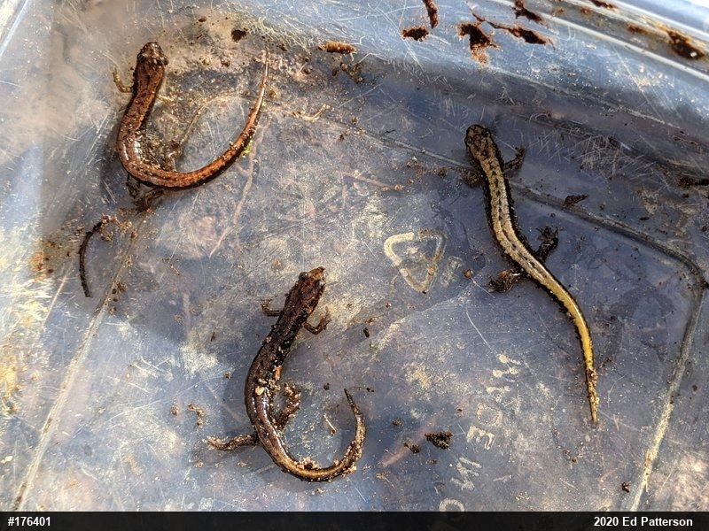 Allegheny Mountain Dusky Salamander