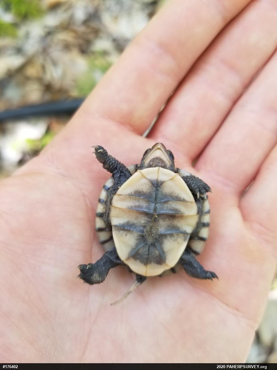 Eastern Box Turtle