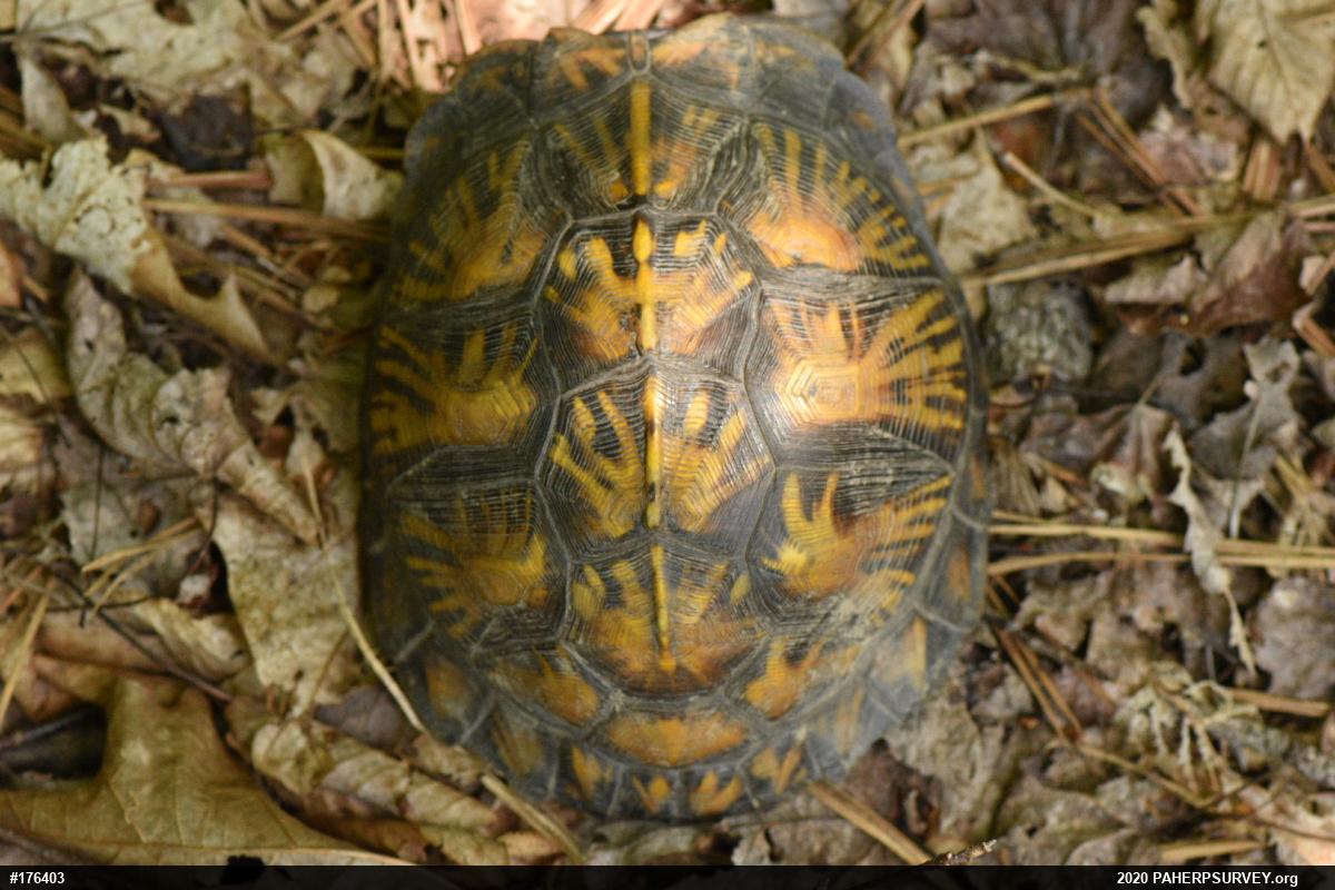 Eastern Box Turtle