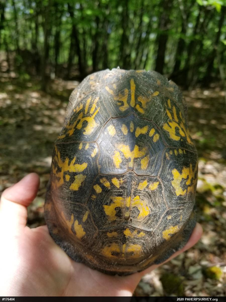 Eastern Box Turtle