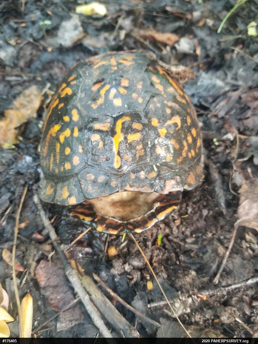 Eastern Box Turtle