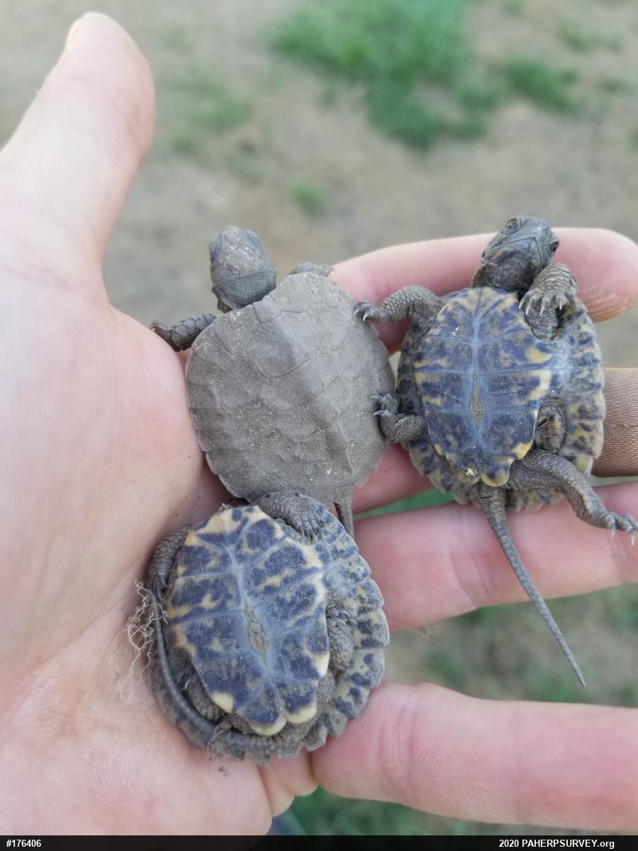 Wood Turtle