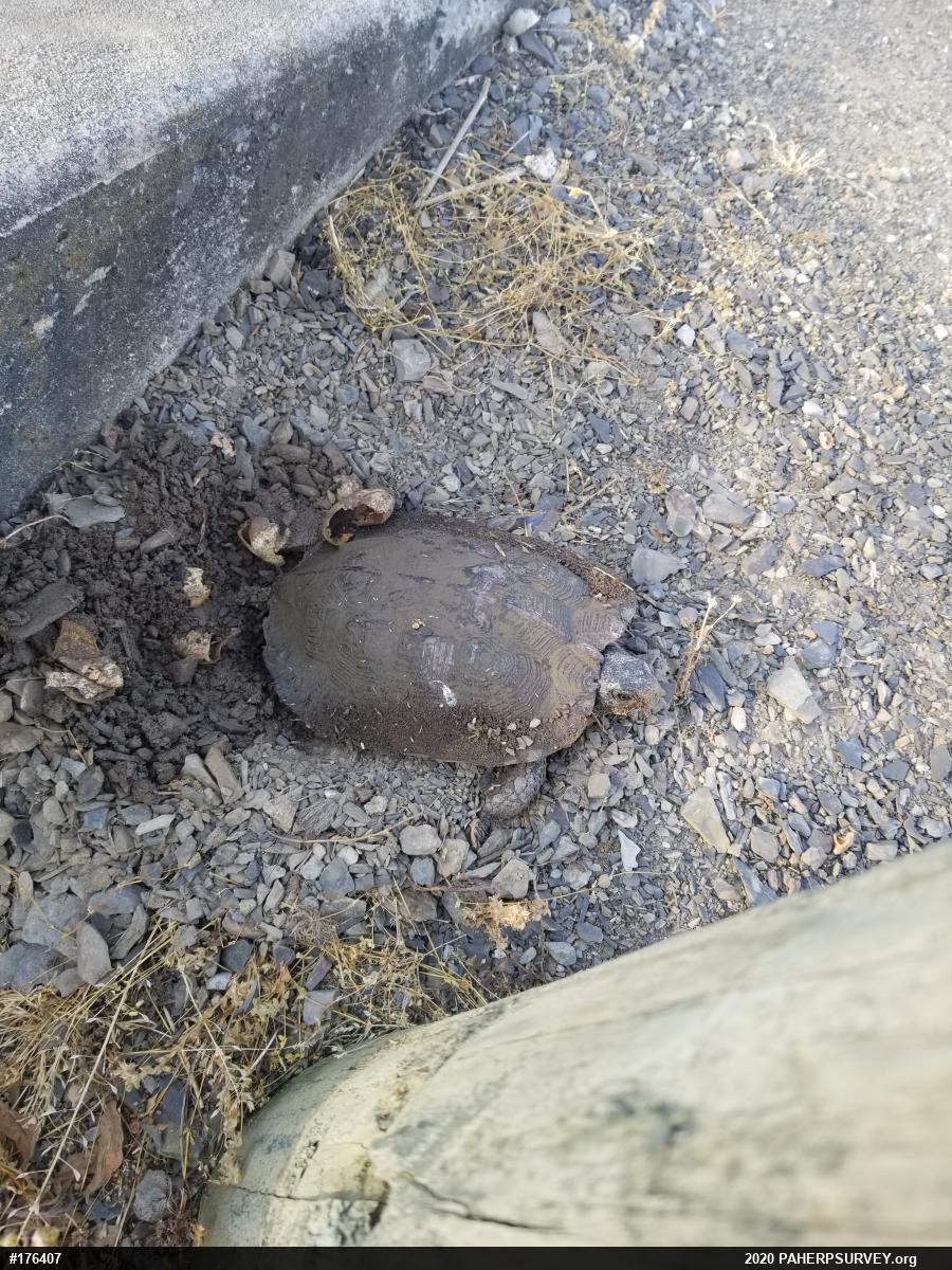 Wood Turtle