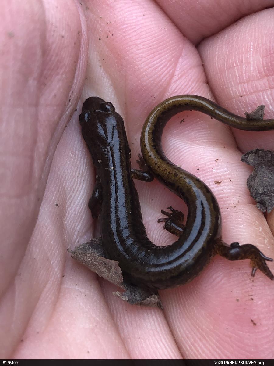 Northern Two-lined Salamander