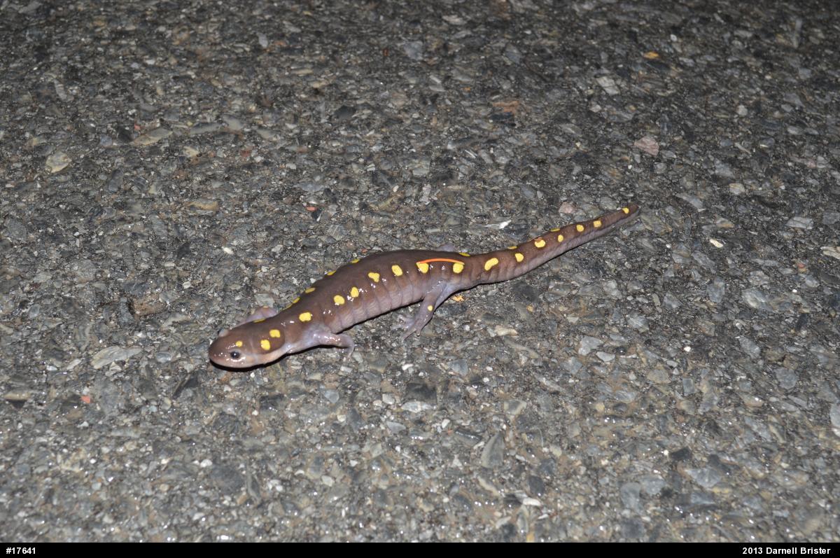 Spotted Salamander