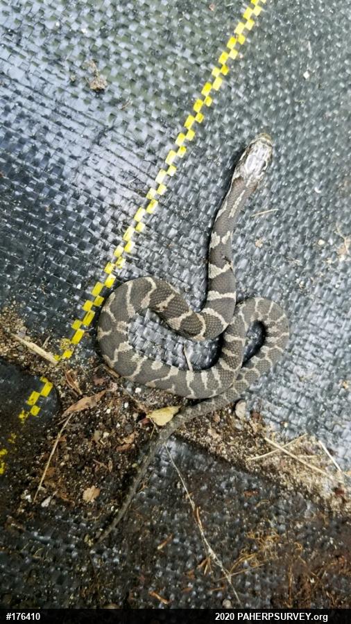 Northern Watersnake
