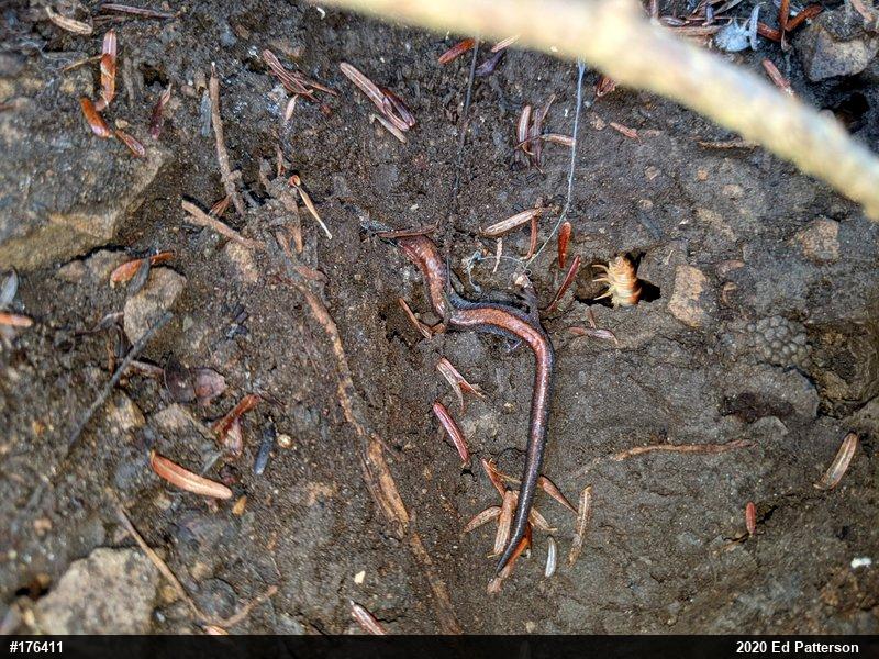 Eastern Red-backed  Salamander