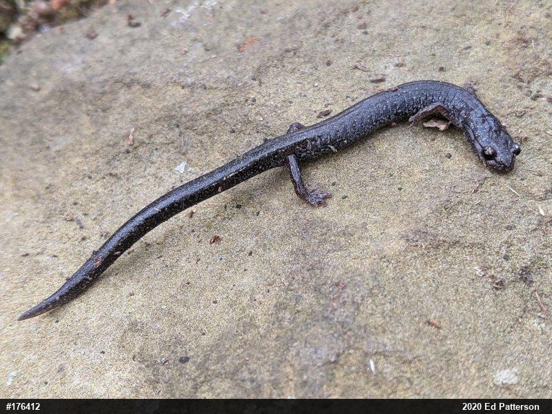 Valley And Ridge Salamander