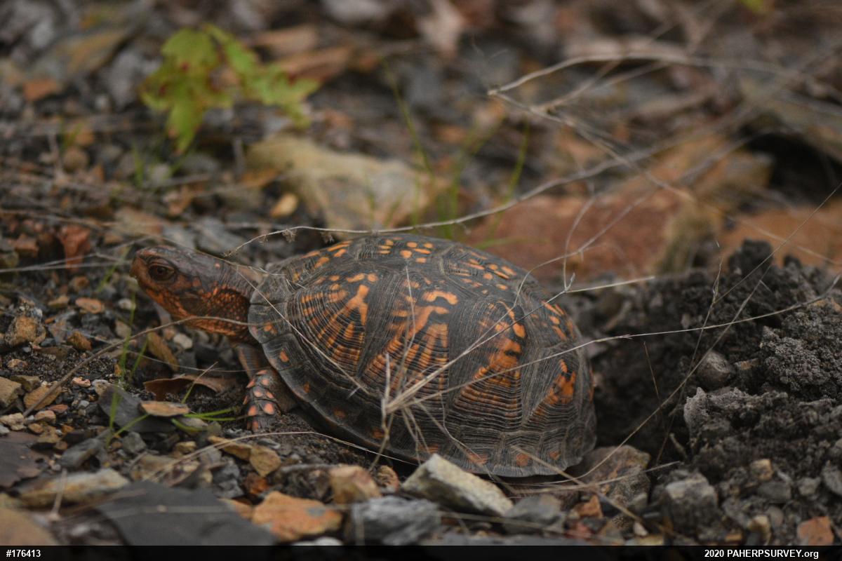 Eastern Box Turtle