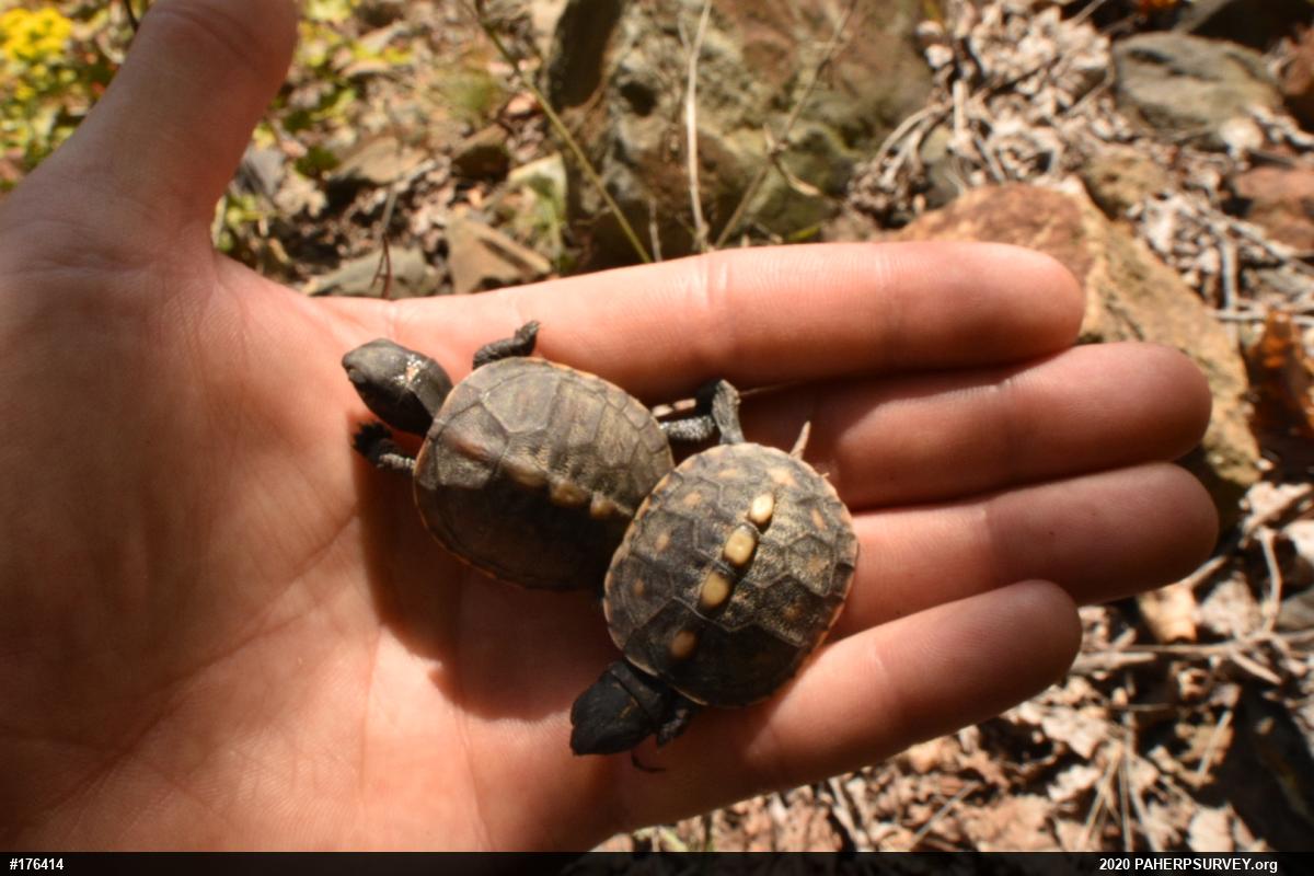 Eastern Box Turtle