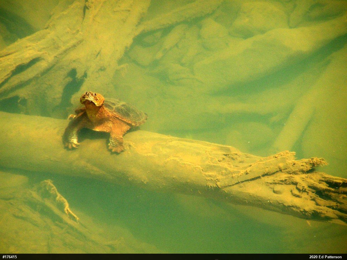 Snapping Turtle