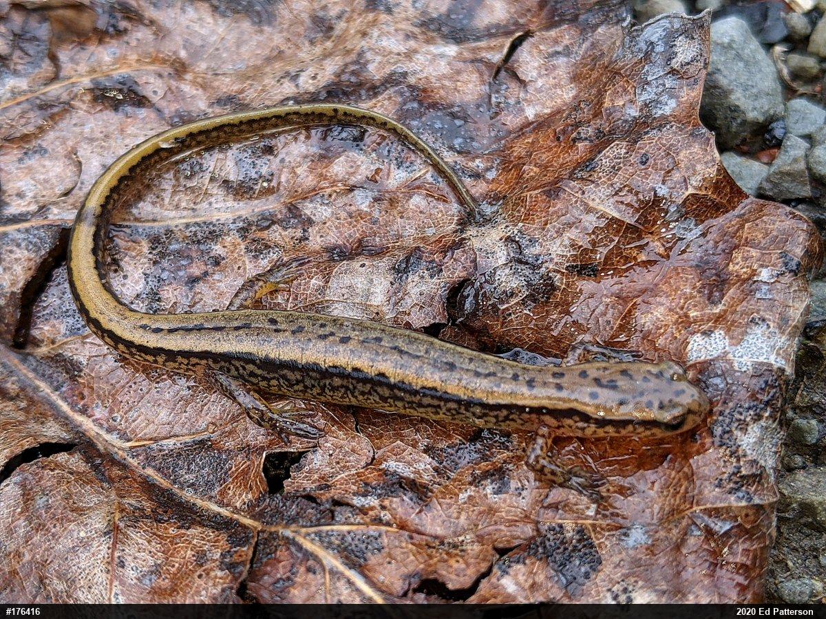 Northern Two-lined Salamander