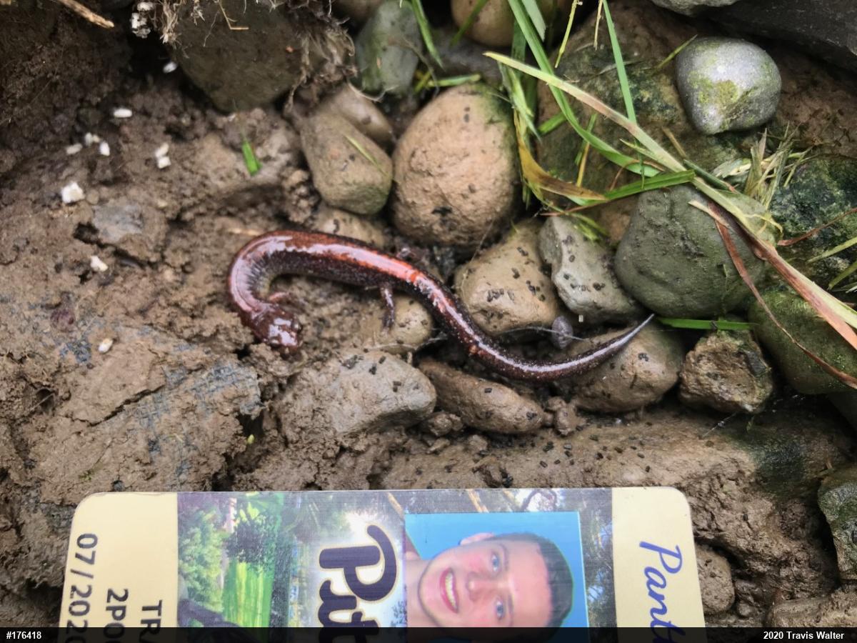 Eastern Red-backed  Salamander