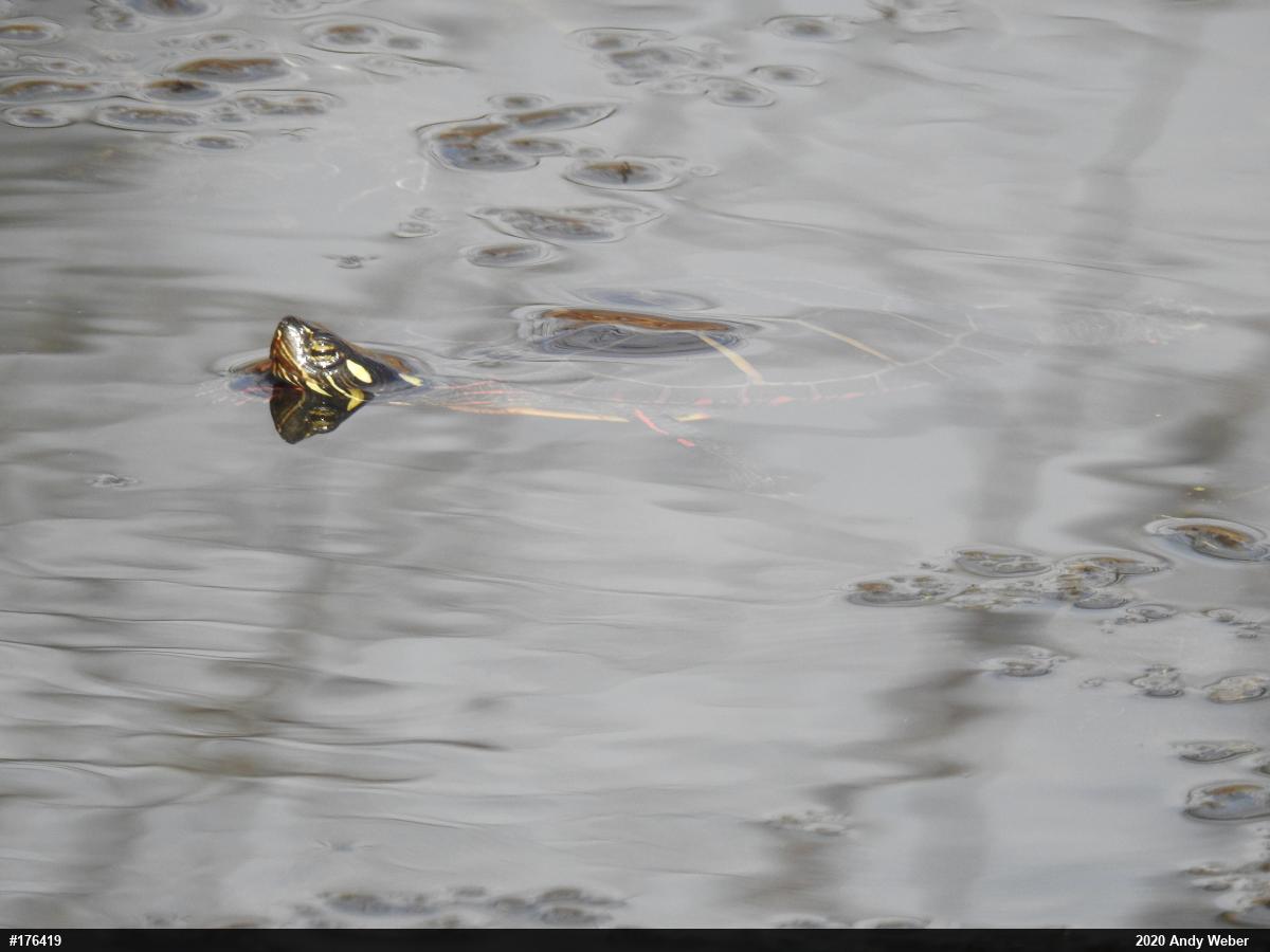 Painted Turtle