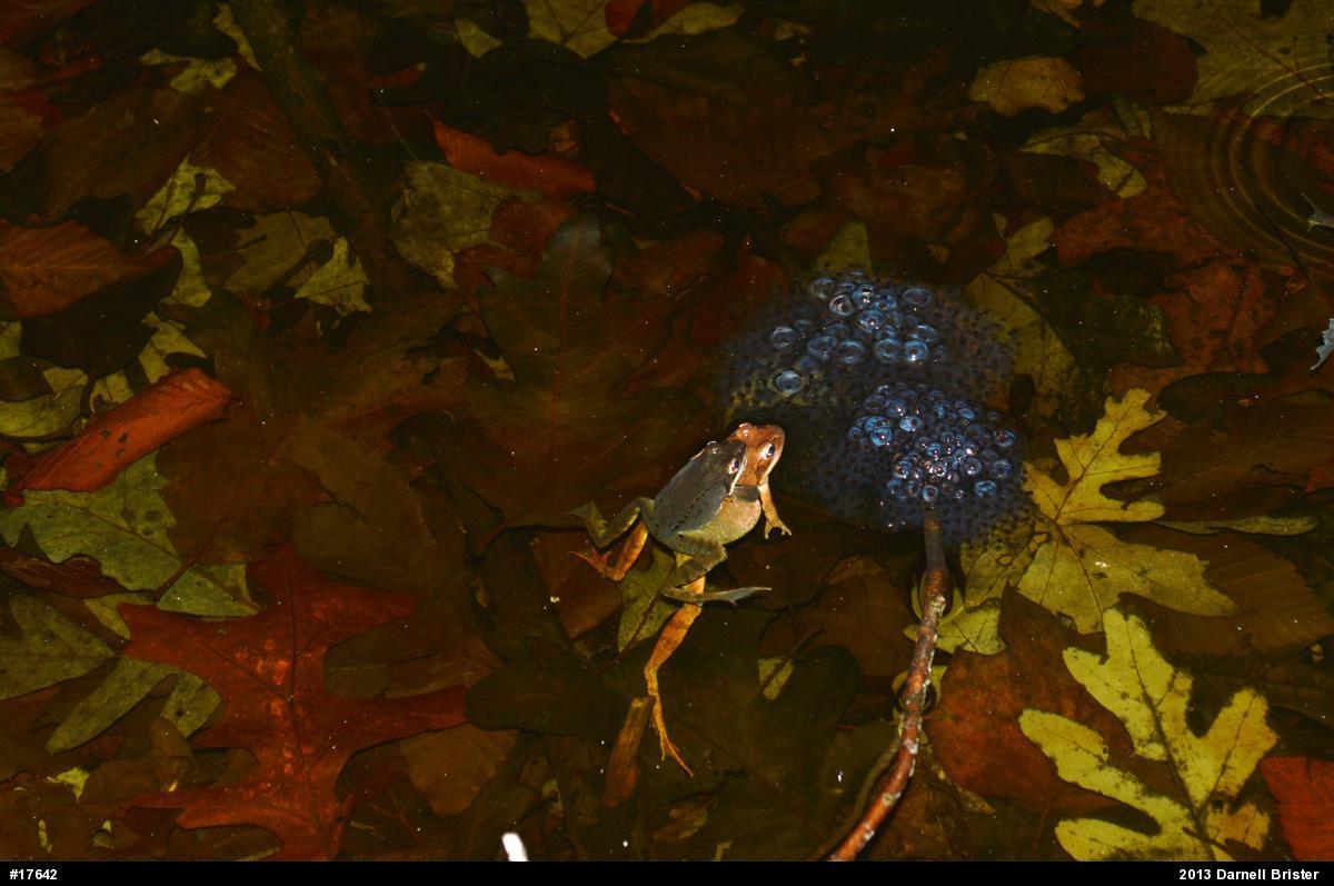 Wood Frog