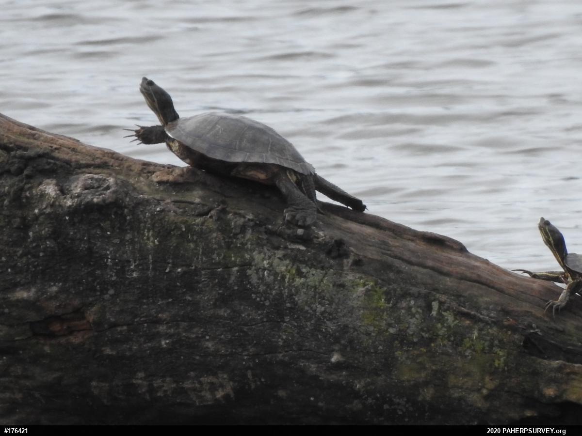 Red-eared Slider